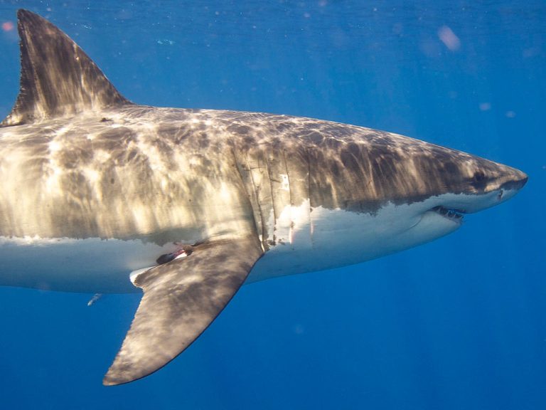 Great whites have a DNA mystery science can’t explain
